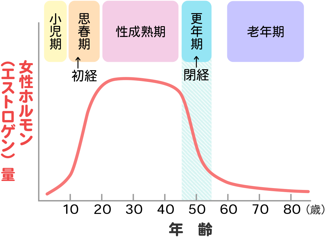 エストロゲン量のイメージ図