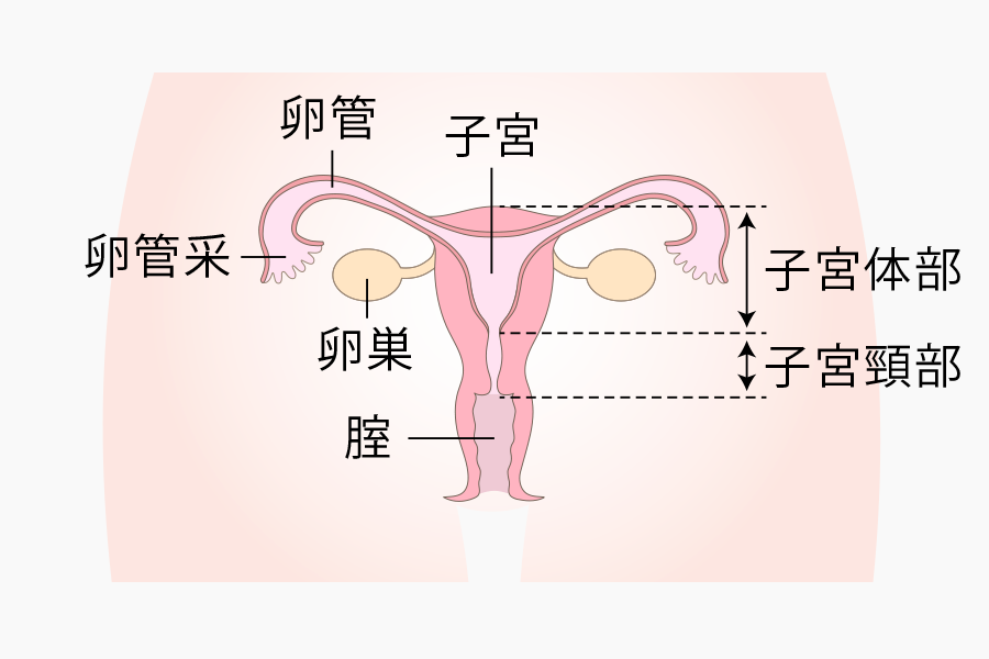 正面からみた図