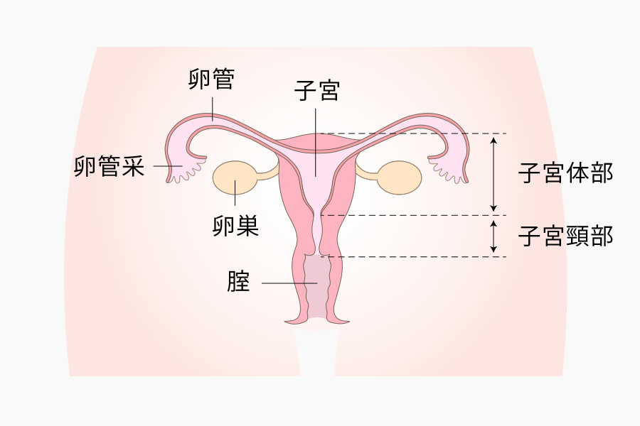 正面からみた図