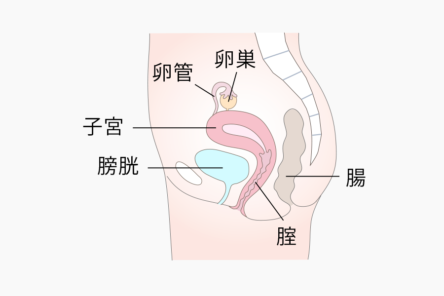 側面からみた図