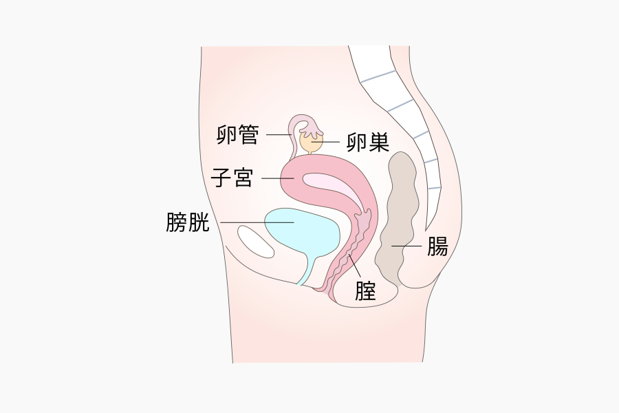 側面からみた図